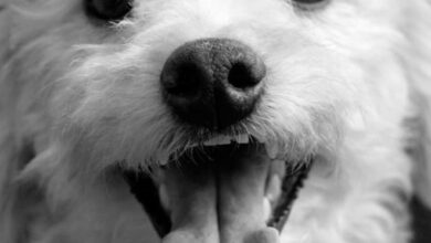 Rescate animal Riobamba