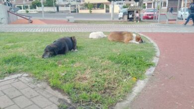 Perros callejeros en Riobamba
