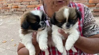 Venta ilegal de mascotas