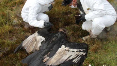 Cóndor hembra fue hallada muerta