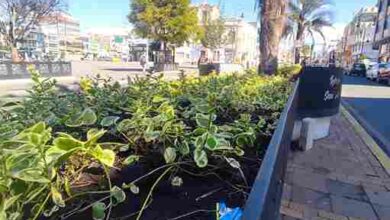 Basura en las jardineras en Riobamba ¿es un problema