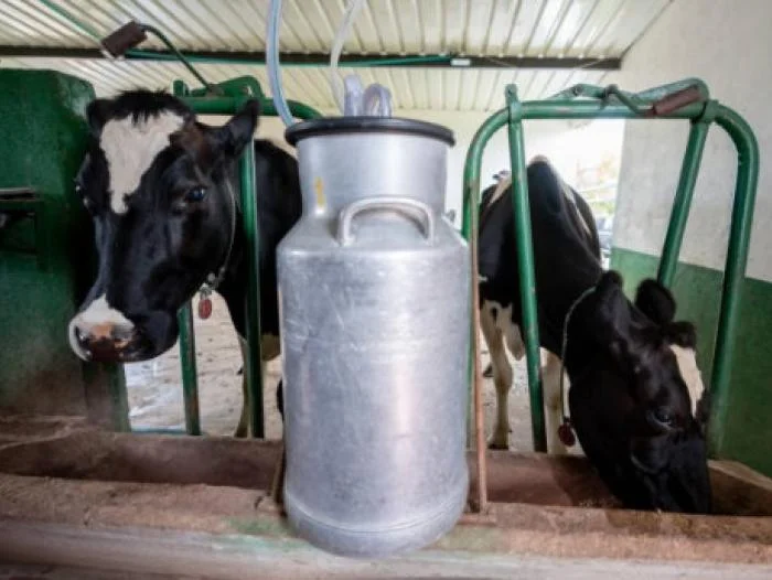 Ganaderos de Ecuador reclaman precio justo de la leche 7 Ganaderos de Ecuador Reclaman por precio justo de la leche