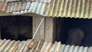 Está prohibida la crianza de cerdos en la zona urbana de la ciudad de Riobamba, concretamente en el barrio La Libertad