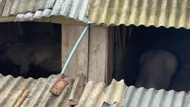 Cerdos criados en la zona urbana de Riobamba.