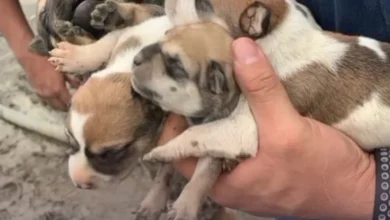 No más venta de perros en Riobamba