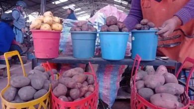 El precio de la papa en Riobamba ha experimentado variaciones significativas.