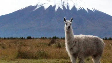 Guardaparques denuncian delincuentes y armas en territorio protegido.
