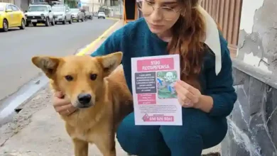 De 40 a 50 perros fueron envenenados en Chambo. Existe indignación en la mayoría de la población. Hay una recompensa por información