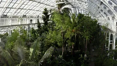 La violación a una adolescente se llevó a cabo en un hibernadero