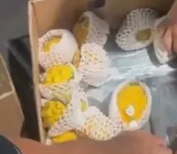 Incautan en España 165 kilos de cocaína camuflados en pitahaya procedente de Ecuador, los involucrados intentaron huir en una nave industrial