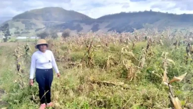Incendios forestales afectan al sector productivo de Chimborazo