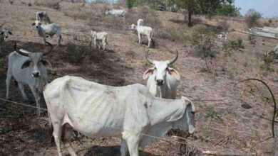 Producción de leche disminuye por escasez de alimento ganadero