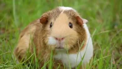 La limpia con cuy cura las enfermedades del cuerpo y alma, dicen nuestros ancestros, y muchos lo creen en los tiempos modernos