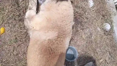 12 perros envenenados en urbanización de Riobamba