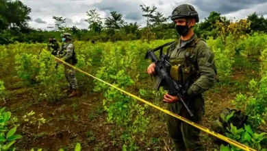 2.000 hectáreas de coca Noboa anuncia ofensiva contra el narcotráfico