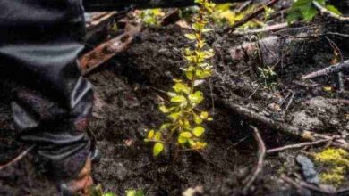 Lluvias causarían deslaves en montañas afectadas por incendios