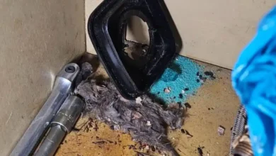 Personal de Arcsa halló una rata disecada en un local de shawarmas