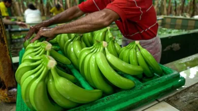 Precio de la caja de banano de Ecuador será de USD 7,25 en 2025