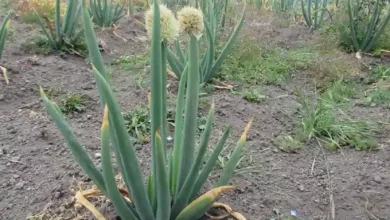 Sequía afecta a la agricultura y producción de leche