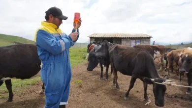 Campaña de desparasitación y vitaminización en Guano