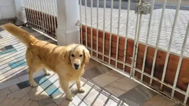 Drogaron a perro para robar una casa y sacar 3.000 dólares