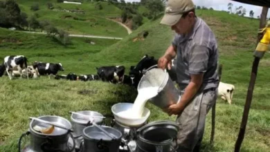 Chimborazo produce leche para exportar a Chile