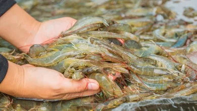 ¿Cuánto pierden las industrias por cortes de luz en Ecuador?