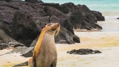 Galápagos la más deseable para visitar en el mundo, ganó premio