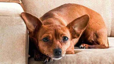 ¿Por qué los fuegos artificiales aterrorizan a los animales?