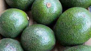 5 datos curiosos sobre el aguacate ¿en qué nomás puedes usarlo?