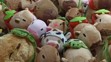 Capibaras en ferias de Riobamba.