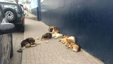 Fauna urbana Víctimas del Abandono y la Indiferencia