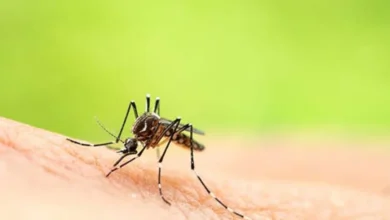 Asambleísta confirma caso de fiebre amarilla en Morona Santiago