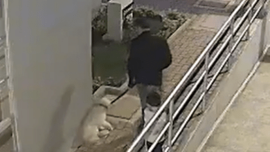 Hombre golpeó y maltrató a su perro frente a su hijo