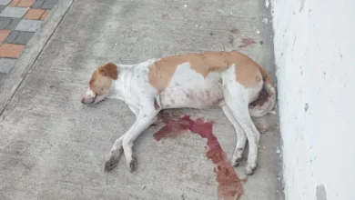 Ciudadanos denuncian violación de una perrita en Ambato.