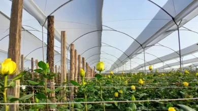 Florícola Quimbita: 8 años con rosas de exportación.