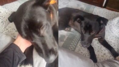 Mascota de la Universidad Central habría sido víctima de violación