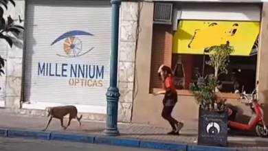 Presunto maltrato animal en establecimiento en Riobamba