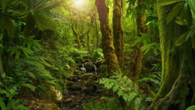 En Sevilla Don Bosco decián que el diablo se llevó al niño