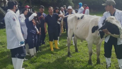 Ganado universitario será subastado en abril