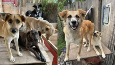 'Bingo Perruno' en Riobamba: precio cartilla y más de 100 premios