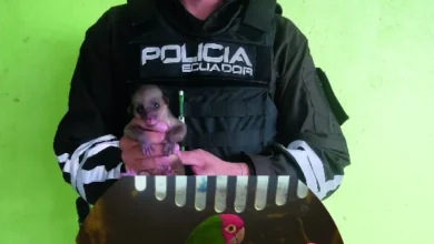 Bolívar impulsa protección de fauna con rescate exitoso