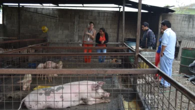 Criadores de cerdos en Guaranda enfrentan pérdidas económicas