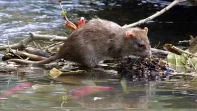 La enfermedad que estaría matando a los niños en Taisha