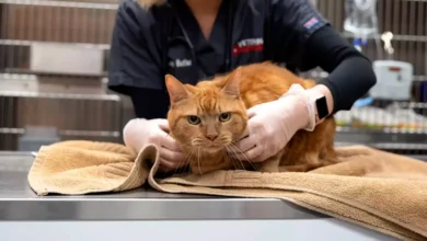 Desparasitación gratis en Riobamba para perros y gatos