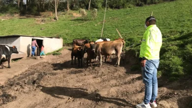 Dueño encuentra su ganado robado en feria pública