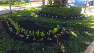 Guaranda embellece parques con nuevas plantas y flores