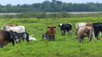 Robo de ganado de hacienda en el cantón Guano