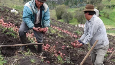 Reactivan planta procesadora de papa en Guaranda