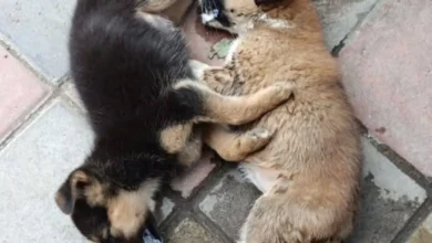 Seis perritos envenenados en la Joya, Ambato.